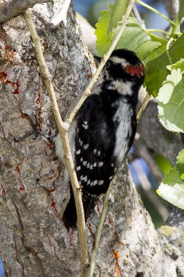 Downy Woodpecker