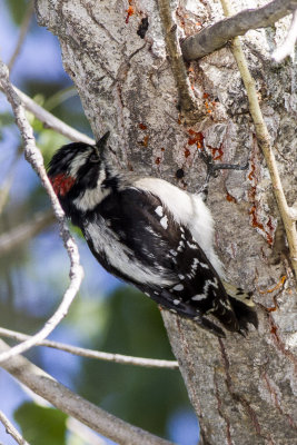 Downy Woodpecker