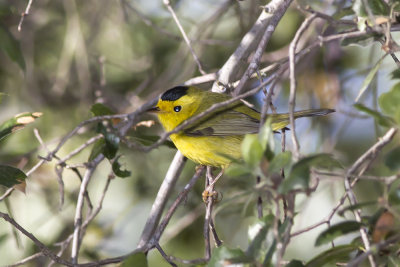 Wilson's Warbler