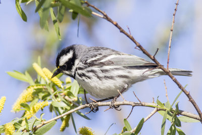 Black-throated Gray Warbler