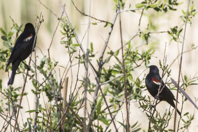 Tricolored Blackbird