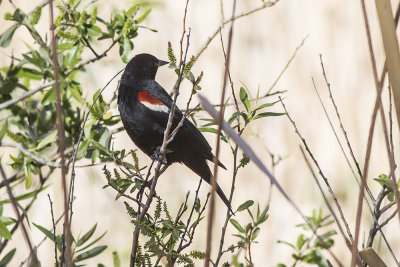 Tricolored Blackbird