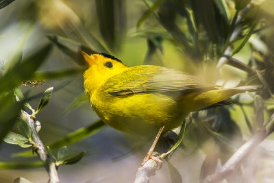 Wilson's Warbler