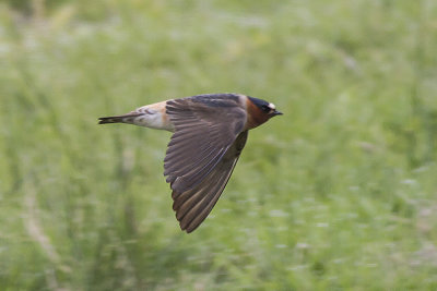 Cliff Swallow