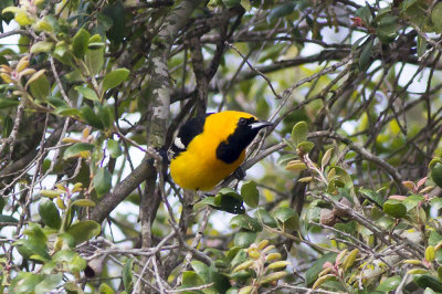 Hooded Oriole