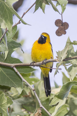 Hooded Oriole