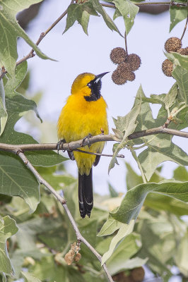 Hooded Oriole