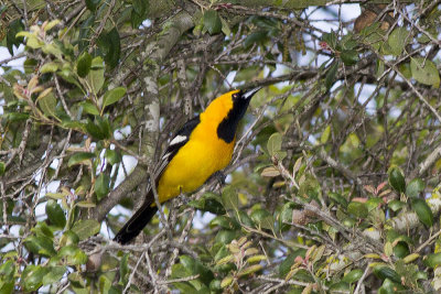 Hooded Oriole