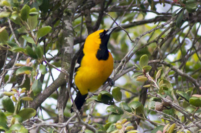 Hooded Oriole