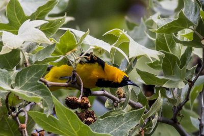 Hooded Oriole