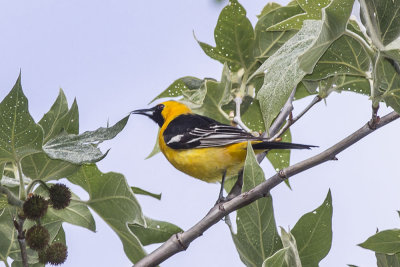 Hooded Oriole