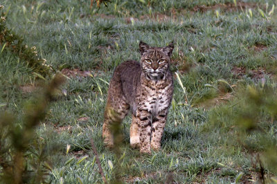 Bobcat (Lynx rufus)