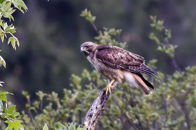 Red-tailed Hawk