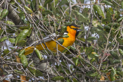 Bullock's Oriole