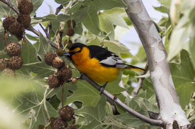 Bullock's Oriole