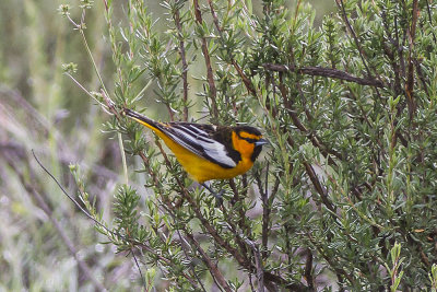 Bullock's Oriole