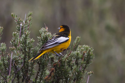 Bullock's Oriole