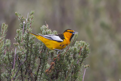 Bullock's Oriole