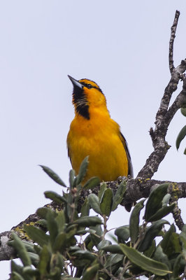 Bullocks Oriole