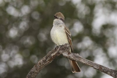 Ash-throated Flycatcher