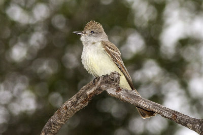 Ash-throated Flycatcher