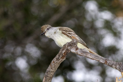 Ash-throated Flycatcher