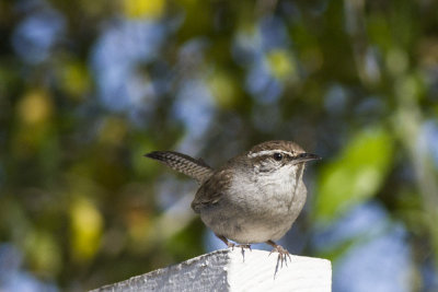 Bewick's Wren