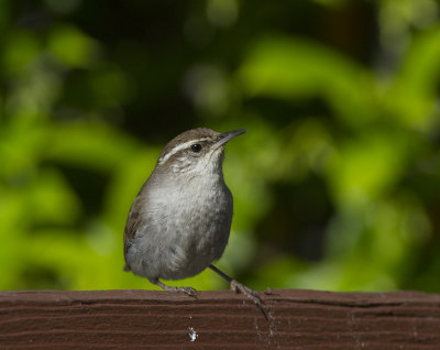 Bewick's Wren