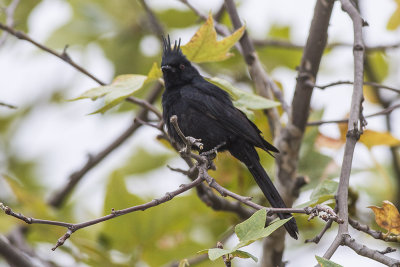 Phainopepla