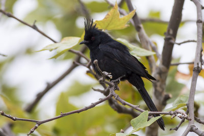 Phainopepla