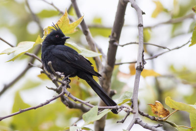 Phainopepla