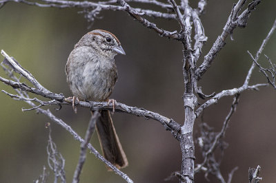 Rufous-crowned Sparrow