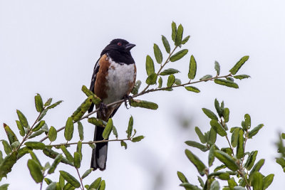 Spotted Towhee