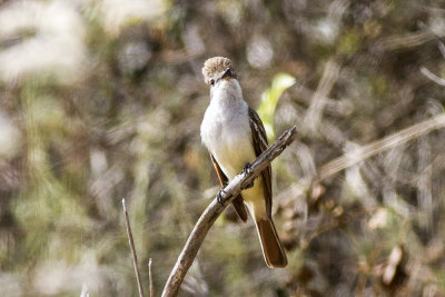 Ash-throated Flycatcher