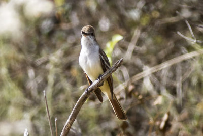 Ash-throated Flycatcher