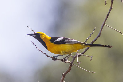 Hooded Oriole Male