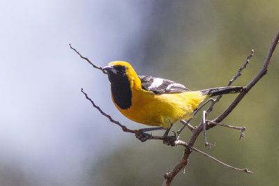 Hooded Oriole Male