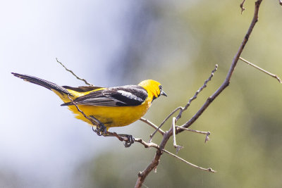 Hooded Oriole Male