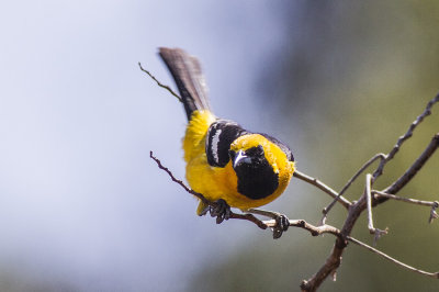 Hooded Oriole Male