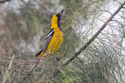 Hooded Oriole Male