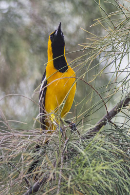 Hooded Oriole Male