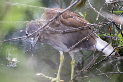 Black-crowned Night Heron