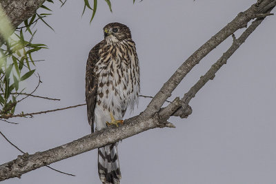 Cooper's Hawk