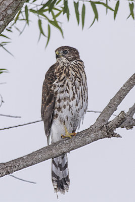 Coopers Hawk