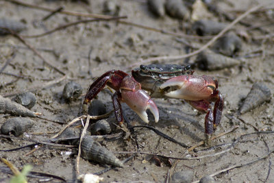 Mud Flat Crab (Hemigrapsus oregonensis)