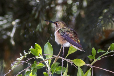Allen's Hummingbird