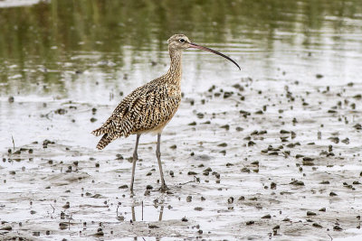 Long-billed Curlew