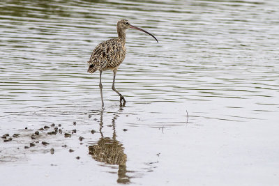 Long-billed Curlew