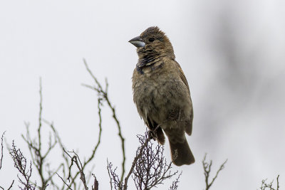 Blue Grosbeak