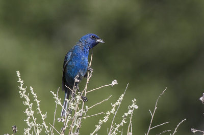 Indigo Bunting